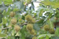 Platanus x hispanica