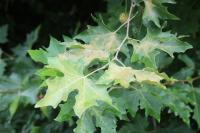 Platanus x hispanica