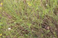 Senecio inaequidens