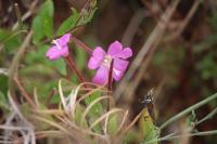 Epilobium hirsutum