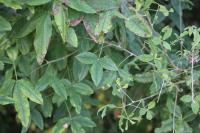 Laburnum anagyroides