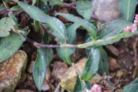 Persicaria maculosa