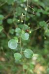 Prunus mahaleb