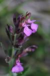 Teucrium chamaedrys
