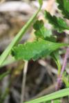 Teucrium chamaedrys