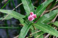 Persicaria amphibia