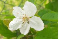 Prunus avium