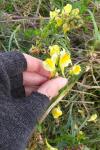 Linaria vulgaris