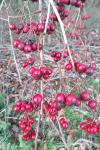 Crataegus monogyna