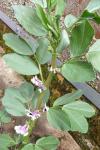 Vicia faba