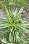 Plantago lanceolata