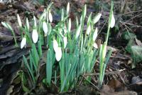 Galanthus nivalis