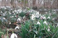 Galanthus nivalis