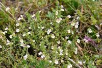Euphrasia officinalis