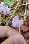 Cyclamen