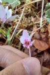 Cyclamen
