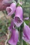 Digitalis purpurea