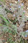 Anchusa azurea