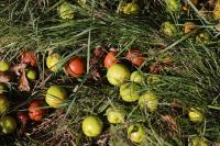 Malus sylvestris