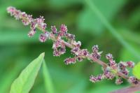 Lipandra polysperma