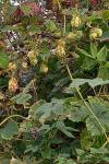 Humulus lupulus