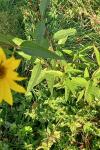 Helianthus