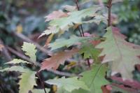 Quercus rubra