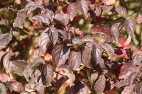Cornus sanguinea