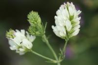 Medicago sativa