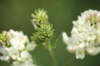 Medicago sativa