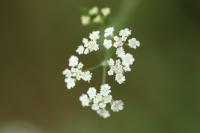 Torilis japonica