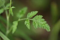Torilis japonica