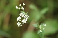 Torilis japonica