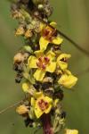 Verbascum nigrum