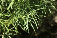 Hippophae rhamnoides