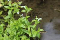 Myosotis scorpioides