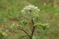 Angelica sylvestris