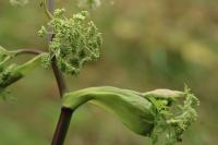 Angelica sylvestris