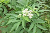 Sambucus ebulus
