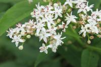 Sambucus ebulus
