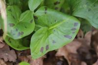 Arum maculatum