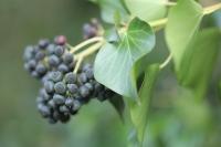Hedera helix