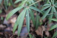 Helleborus foetidus