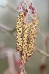 Alnus glutinosa