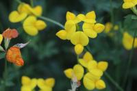 Lotus corniculatus