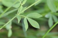 Lotus corniculatus