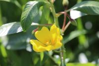 Ludwigia peploides