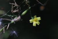 Lactuca muralis