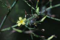 Lactuca muralis