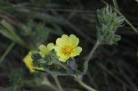 Potentilla recta